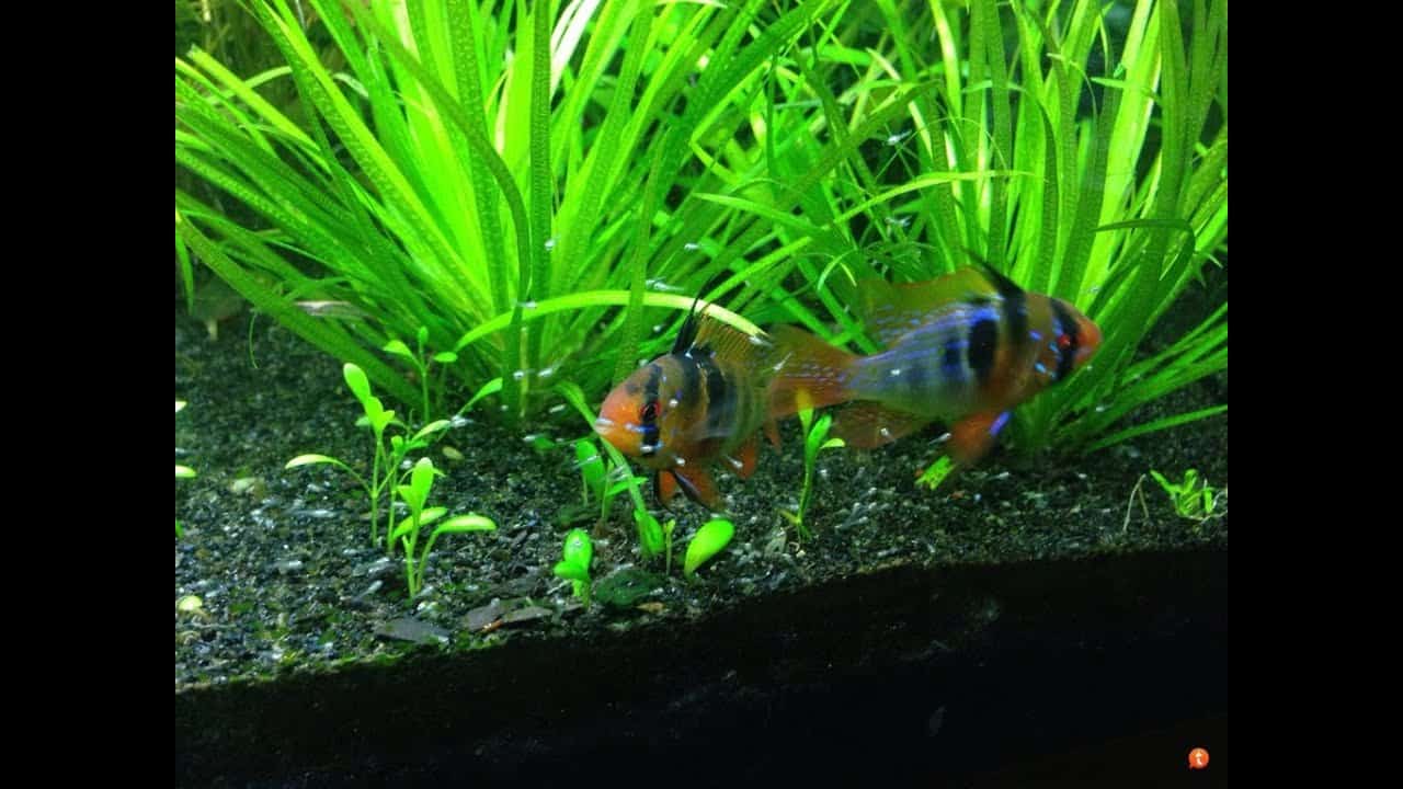 The Best Food For Ram Cichlids