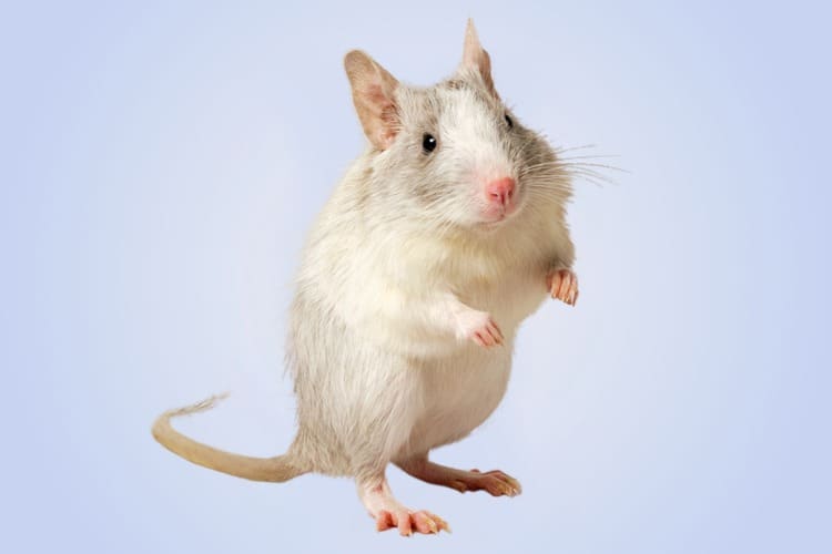 Feeding Your Degu Nuggets Pets at Home