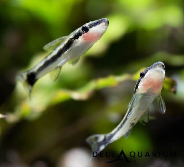 What is the Best Otocinclus Food?