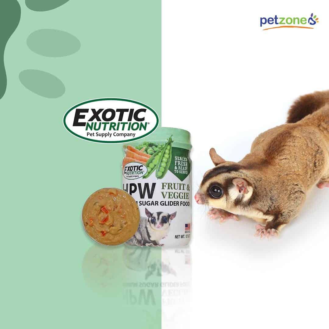Choosing the Right Sugar Glider Food