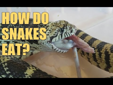 What Do Snakes Not Eat?