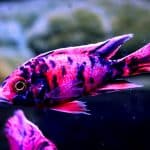 Best Frozen Food For Cichlids