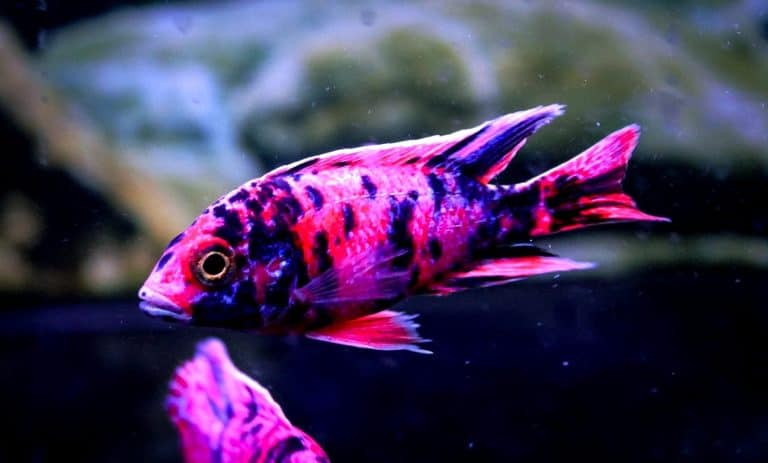 Best Frozen Food For Cichlids