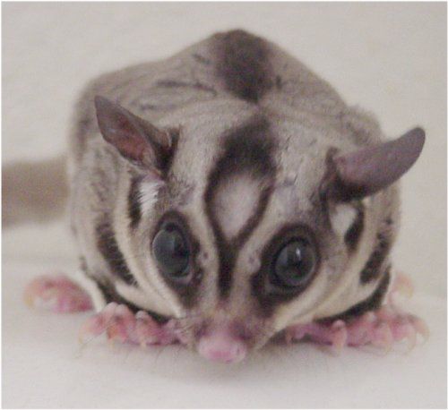 My Sugar Glider is Not Eating