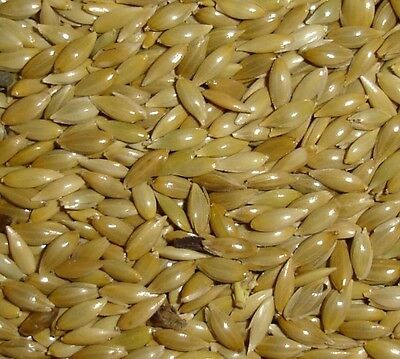 Canary Seed Alpiste