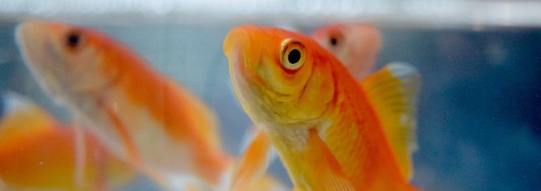 Choosing Fish Food For Tropical Fish