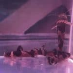 Different Types of Tropical Catfish Food