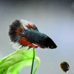 Do Betta Fish Eat Worms