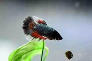 Do Betta Fish Eat Worms