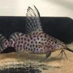 Featherfin Catfish Food Recipe Featherfin Catfish Food Recipe