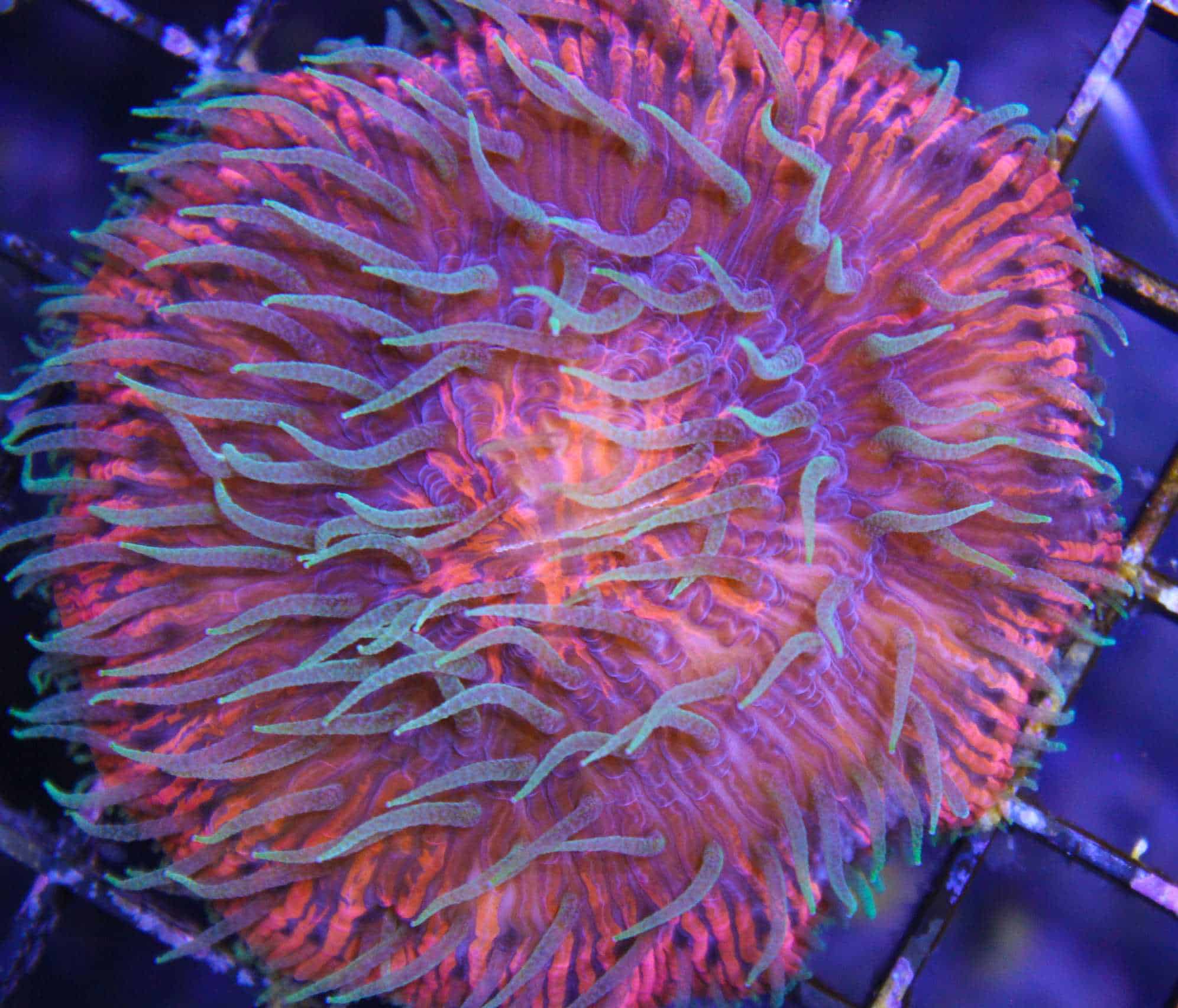 Feeding a Plate Coral