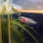 Freshwater Aquarium Catfish Food