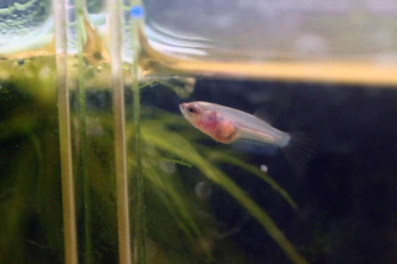 How Much to Feed a Baby Betta Fish