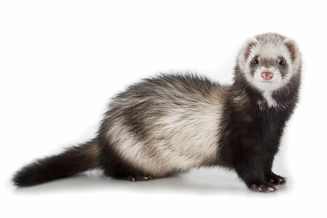 How Much Should You Feed a Ferret?