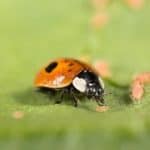 How Many Spider Mites Can a Ladybug Eat