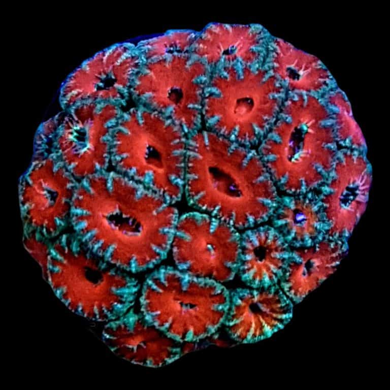 How Much Acan Coral Food Do They Need
