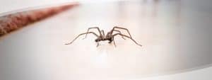 Huntsman Spider Eats Cockroaches