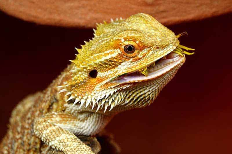 How to Choose the Best Bulk Bearded Dragon Food