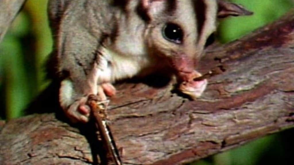 Fruits That Sugar Gliders Can Eat Pet Food Guide