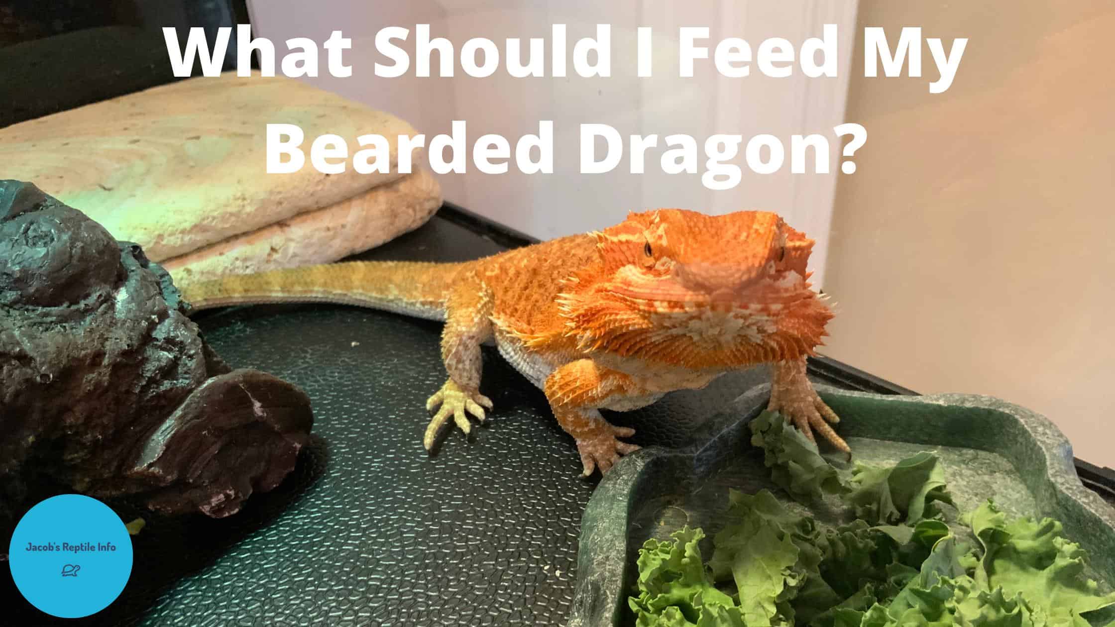 The Best Foods For Your Bearded Dragon's Main Diet
