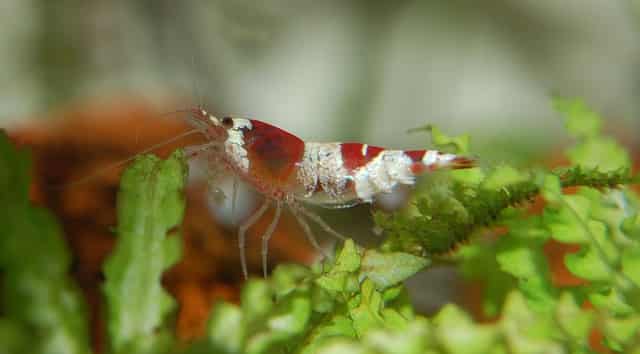 Best Food to Feed Shrimp