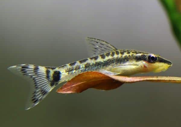 Otocinclus Catfish Food