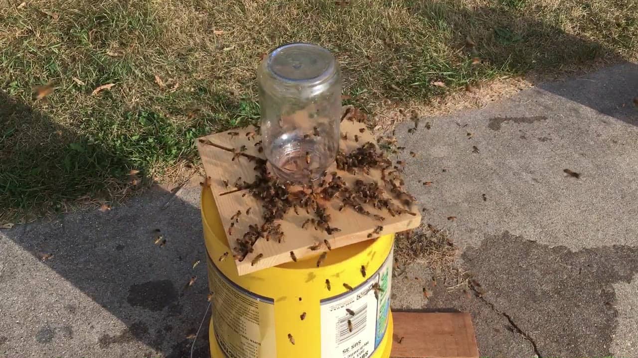 5 DIY Honey Bee Feeders