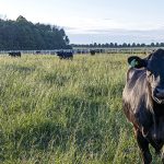 Optimal Calcium to Phosphorus Ratio in Cattle