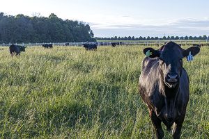Optimal Calcium to Phosphorus Ratio in Cattle