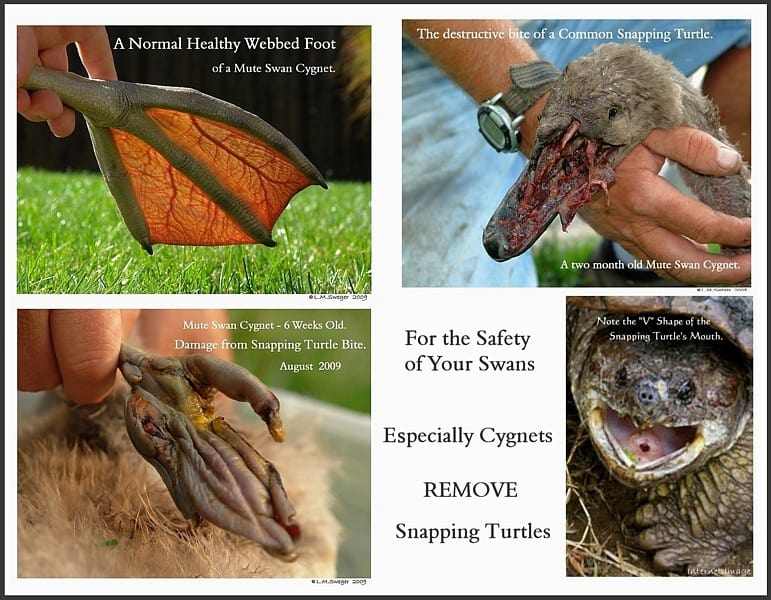 What Type of Food Do Snapping Turtles Eat?