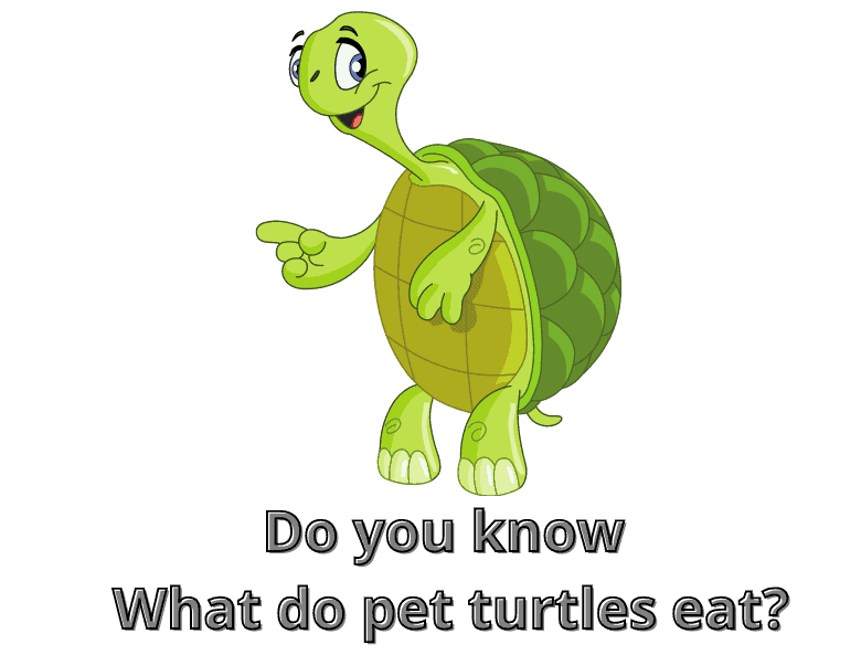 Vitamin A Deficiency in Turtles Pet Food Guide