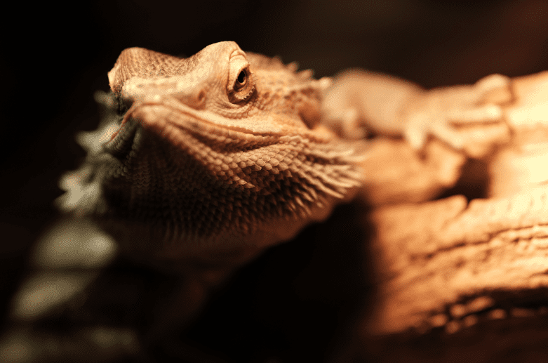 Blackberries For Bearded Dragons