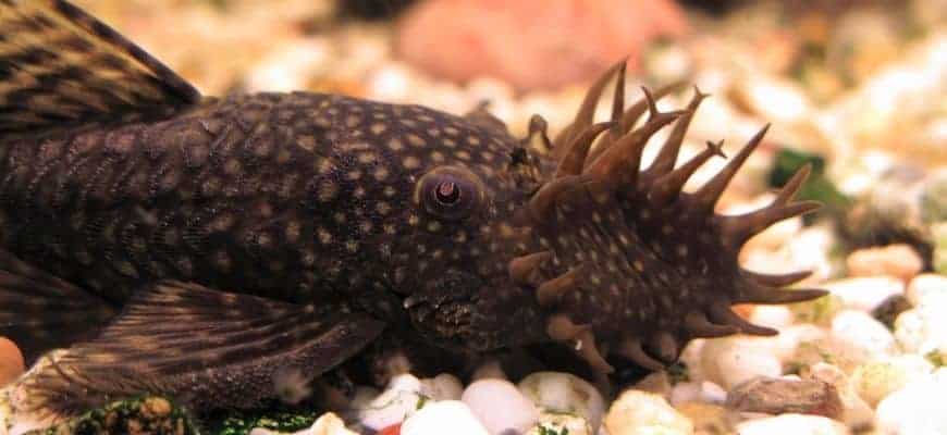 Bristlenose Catfish Food