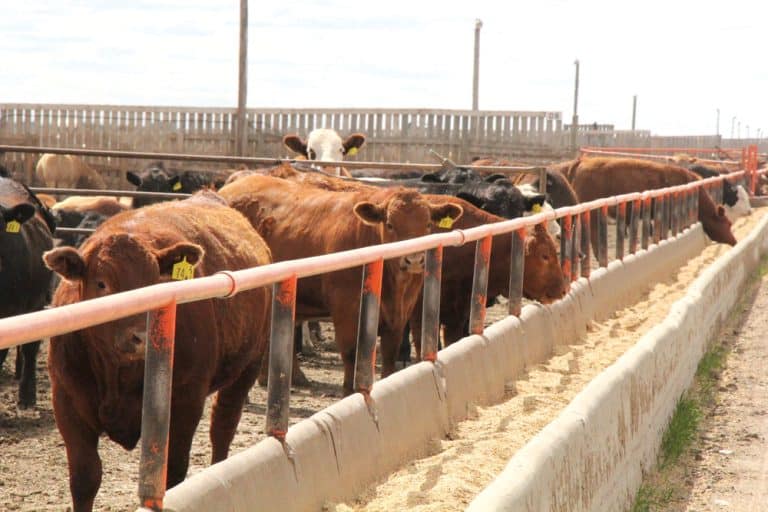 Tata Cattle Feed and Amul Compound Balanced Cattle Feed