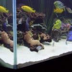 The Best Food For Malawe Cichlids