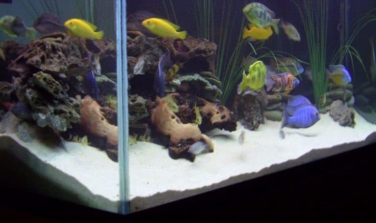 The Best Food For Malawe Cichlids