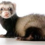 Tips For a Healthy Ferret Diet
