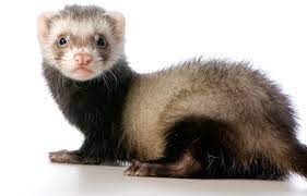 Tips For a Healthy Ferret Diet
