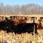 Tips on Grain Feed For Cattle Tips on Grain Feed For Cattle