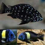 Tropheus Duboisi Cichlid Food