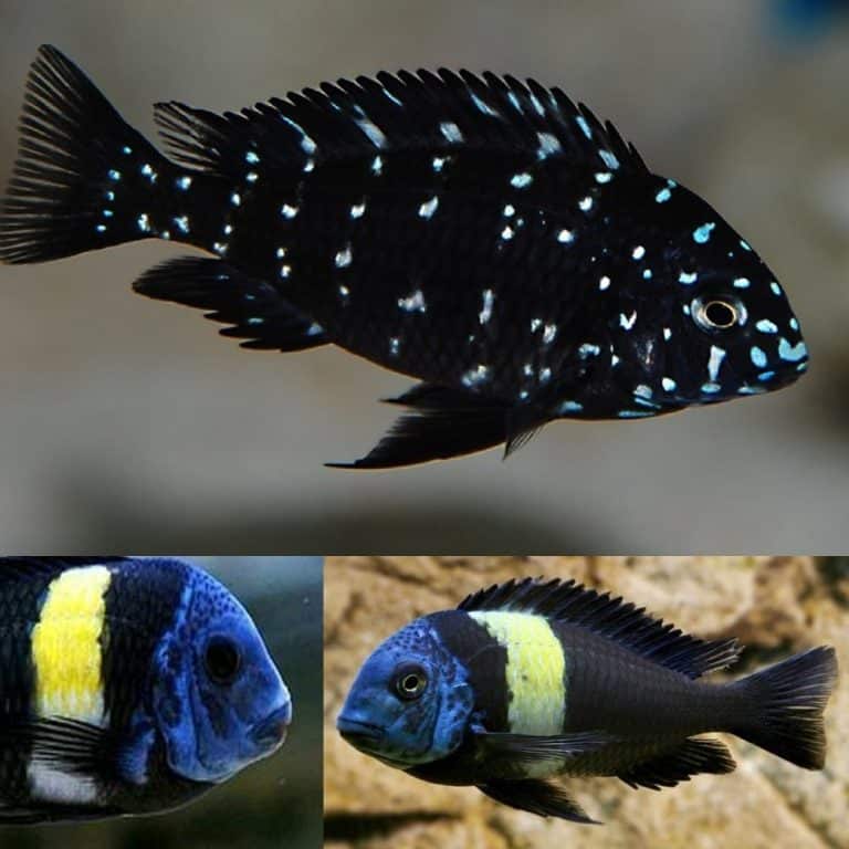 Tropheus Duboisi Cichlid Food