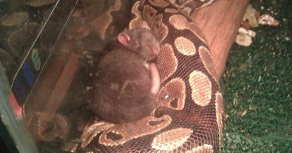What Can Ball Pythons Eat Besides Rats?