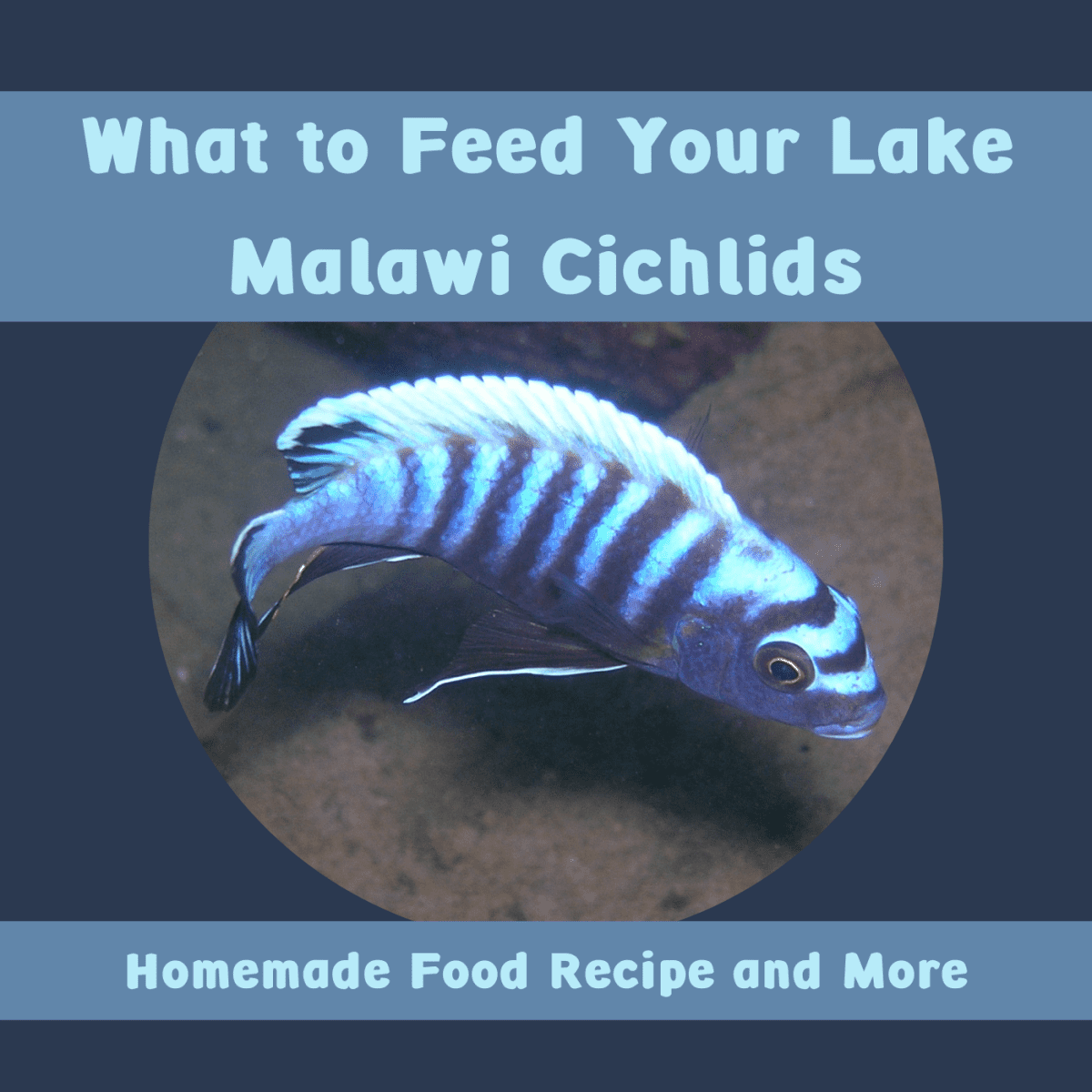 Best Food For Peacock Cichlids