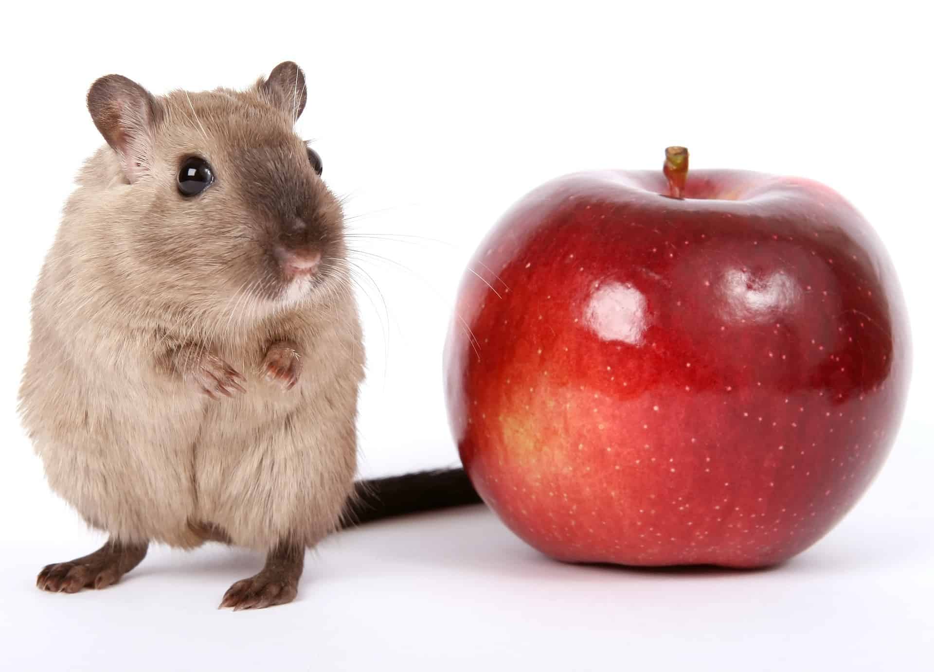 What Should I Feed My Gerbil?