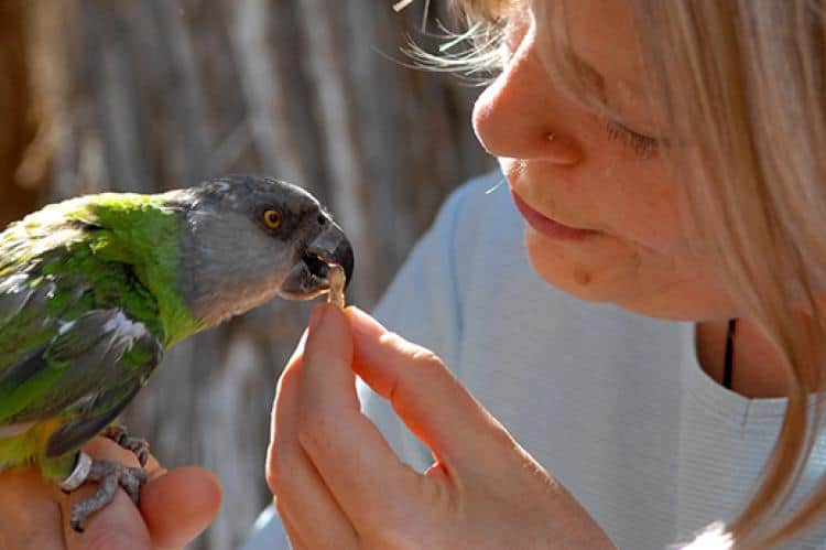 Vegetables Are an Important Part of Home Food For Parakeets