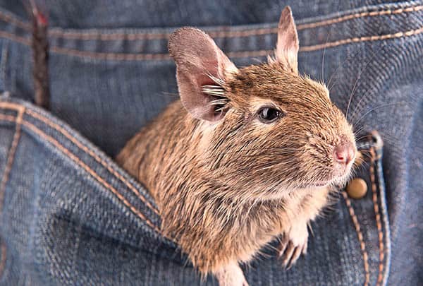 Pocket Treats For Degus
