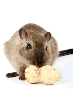 What Can I Feed Gerbils