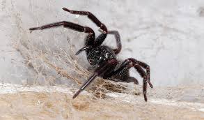 What Can I Feed a House Spider and What Can’t You Feed Them