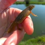 What Can You Feed Newts? What Can You Feed Newts
