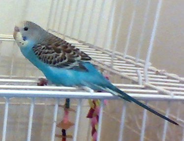 What Do Blue Parakeets Eat